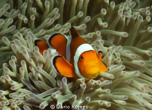 False clownfish - Amphiprion ocellaris in its natural hab... by Dario Romeo 